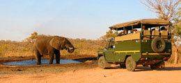 Safari Tours