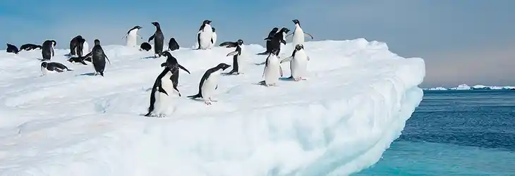 Incredible Wildlife