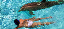 Swimming with the Dolphins