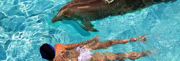 Swimming with the Dolphins