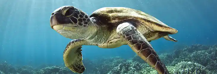Snorkeling and Scuba