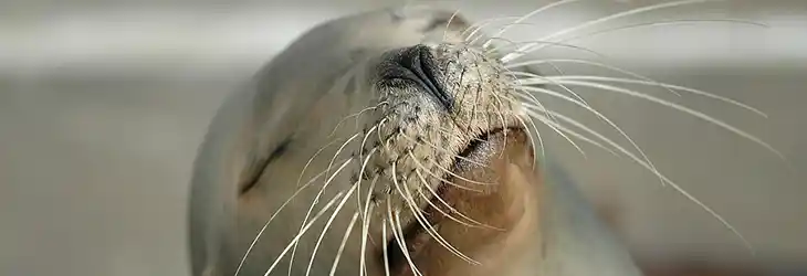 Sea Lion Encounters and Dolphin Adventures