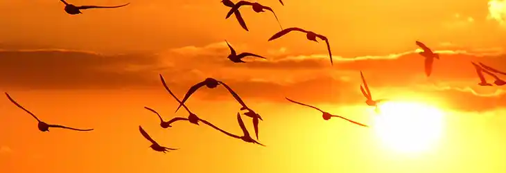 Wildlife and Local Beauty